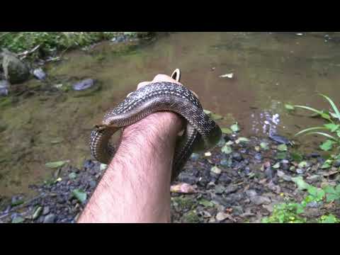 ესკულაპის მცურავი ( Zamenis longissimus )