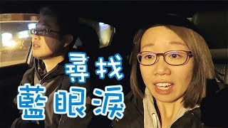 Daily Vlog 22 塔斯曼尼亞尋找藍眼淚|【potatofishyu】