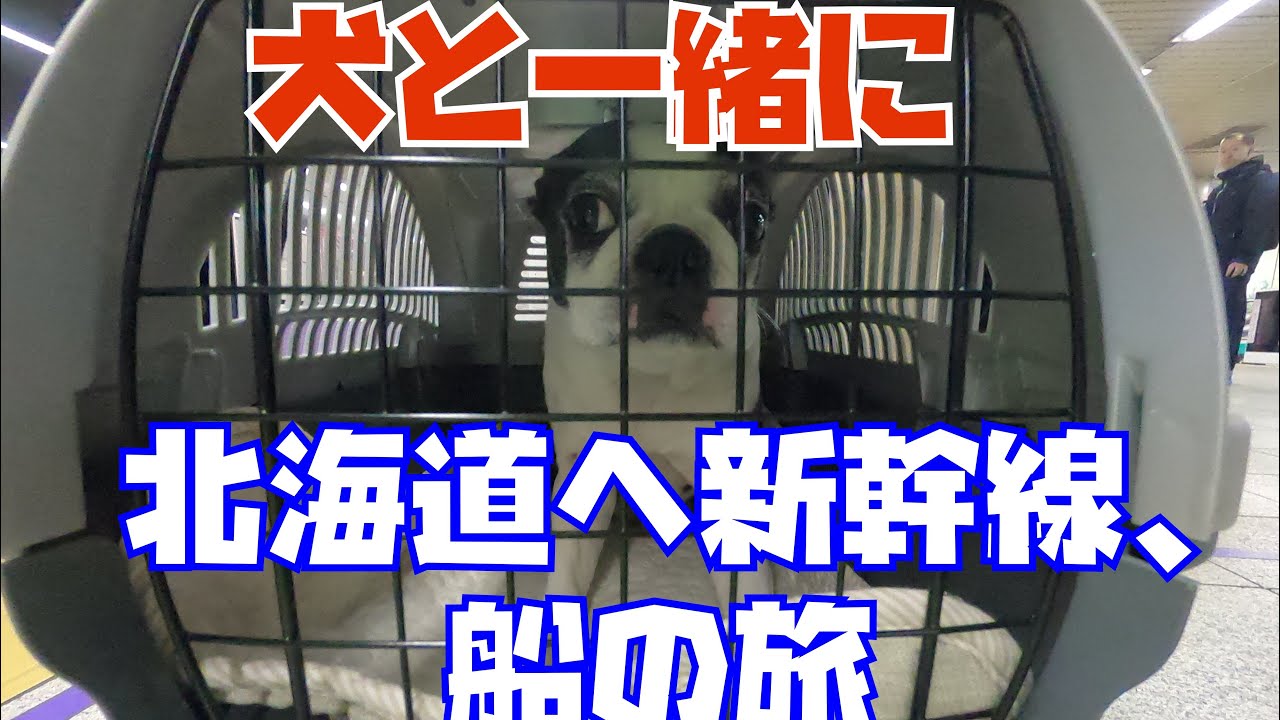 犬と一緒に飛行機を使わない東京 北海道 安心フェリーの旅 渋谷 東京駅 編 Youtube 犬と一緒に飛行機を使わない東京 北海道 安心フェリーの旅 渋谷 東京駅 編 Youtube