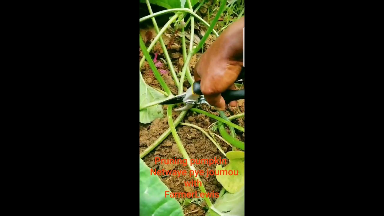 Pruning your pumpkin / Netwaye pye joumou YouTube