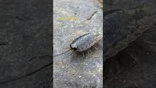 フナムシ 可愛い Youtube フナムシ 可愛い Youtube