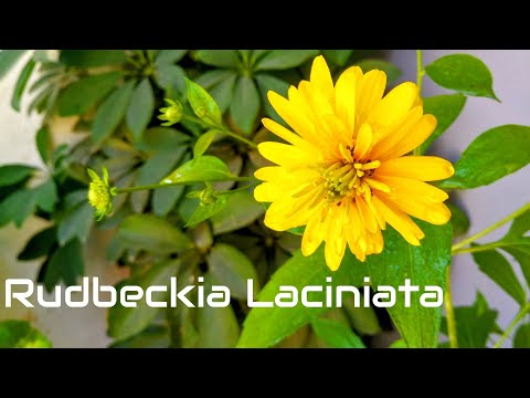 Video: Tickseed Ayçiçeği Bahçede Kullanımları - Bidens Tickseed Wildflowers Yetiştirmek İçin İpuçları