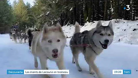 Quel est le prix d'une balade en chien de traineau ?