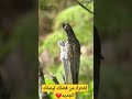 لماذا سمي هذا الطائر بملك التخفي ؟