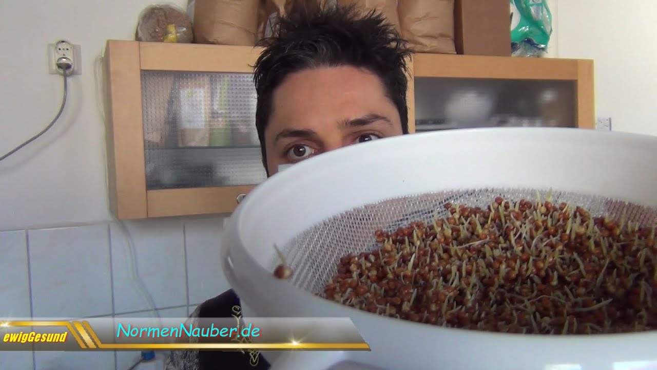 Teil 12: Hirse - Anleitung für Sprossen, Keimlinge & Grünkraut