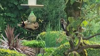 The bird family of great woodpeckers and the cat Sas; by Gorazd Zrimsek 235 views 5 months ago 1 minute, 52 seconds