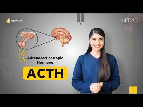 ಅಡ್ರಿನೊಕಾರ್ಟಿಕೊಟ್ರೋಪಿಕ್ ಹಾರ್ಮೋನ್ (ACTH) | ಅಡ್ರಿನಲ್ ಗ್ರಂಥಿ ಶರೀರಶಾಸ್ತ್ರ ವಿದ್ಯಾರ್ಥಿ ಉಪನ್ಯಾಸ | ವಿ-ಲರ್ನಿಂಗ್™