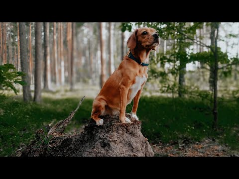 Beagle harrier les chiens aboient Лай Бигля Харьер / ЛАЙ СОБАКИ /Ноя/