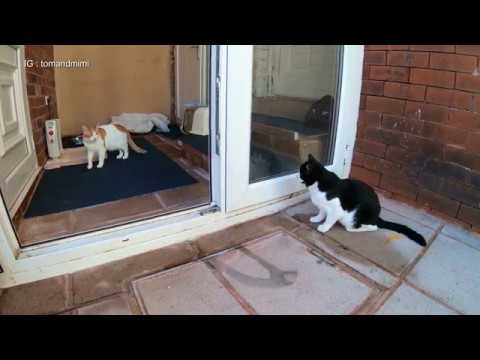 games people play Cat Wiggles Butt | 4K