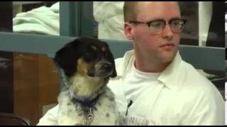 The dogs of death row How rescue pets give inmates a sense of 'normal life'