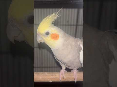 #cockatiel #birds #cockatielbird #cockatielsinging #cockatielsound #parrot #pets #ytshorts #shorts