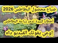 خسارة كبيرة في زراعة البطاطس 2026 و أخطاء تدمر محصول البطاطس إلحق زرعك بسرعه