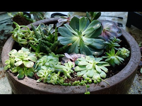 aquascaping plants Succulent planter made from clearance items