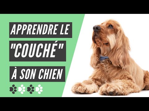 comment apprendre à son chien couché