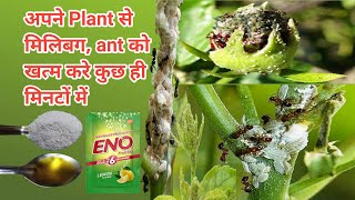 अपने plant से मिलीबग और ant को ख़त्म करे  | mealybug treatment on all types of plant | hamara plant