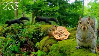 Cat TV: Squirrels and Chipmunks in a Beautiful Forest 4K. Episode 233 screenshot 4