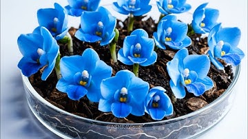 Watch National Flowers Symbols Growth | Petri Dish ASMR 🌸 #asmr #relaxing #flower #nationalsymbol