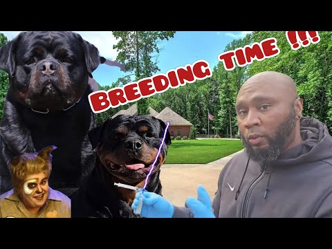 Rottweiler A.i. Breeding time