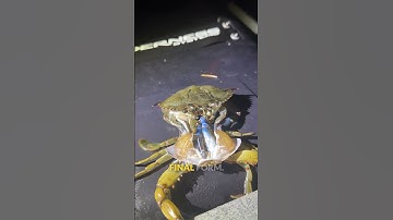 Molting crab time lapse 🦀