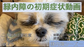 緑内障犬 Youtube