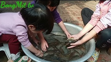 Con cá diếc. Chị em Bống và Mít chơi bắt cá diếc vui nhộn. BongMit tv
