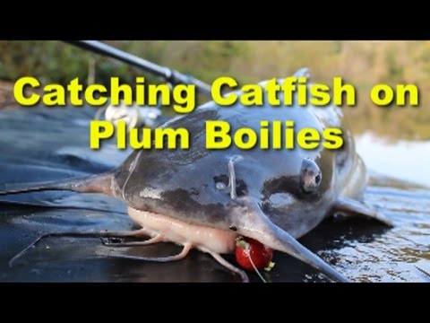 Awesome channel catfish bait: Plum boilies. Great catfish baits. 