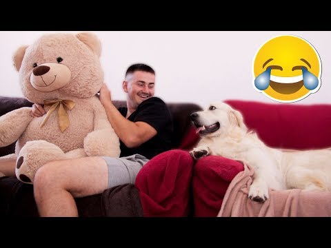 my-funny-dog-is-jealous-of-me-for-a-stuffed-toy-bear