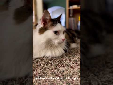 Video: Gatos polidactílicos: los felinos con dedos extra
