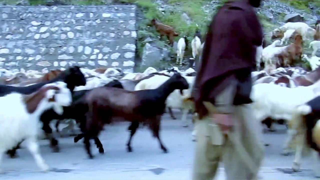 Goats at Naran