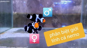 Phân biệt giới tính cá Hề, cá Nemo | Clownfish gender