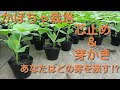 かぼちゃ栽培　芯止め＆芽かき　どの節の芽を残して栽培するか!!