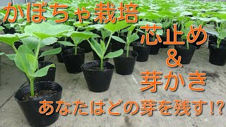 かぼちゃ栽培 芯止め&芽かき どの節の芽を残して栽培するか!! かぼちゃ栽培 芯止め&芽かき どの節の芽を残して栽培するか!!