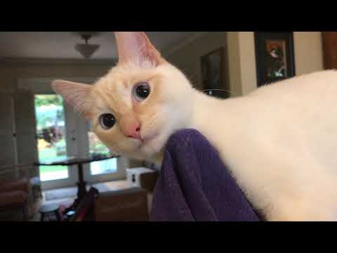 Video: Colorpoint Shorthair Cat Breeze Hipoalergenic, Sănătate și Durată De Viață