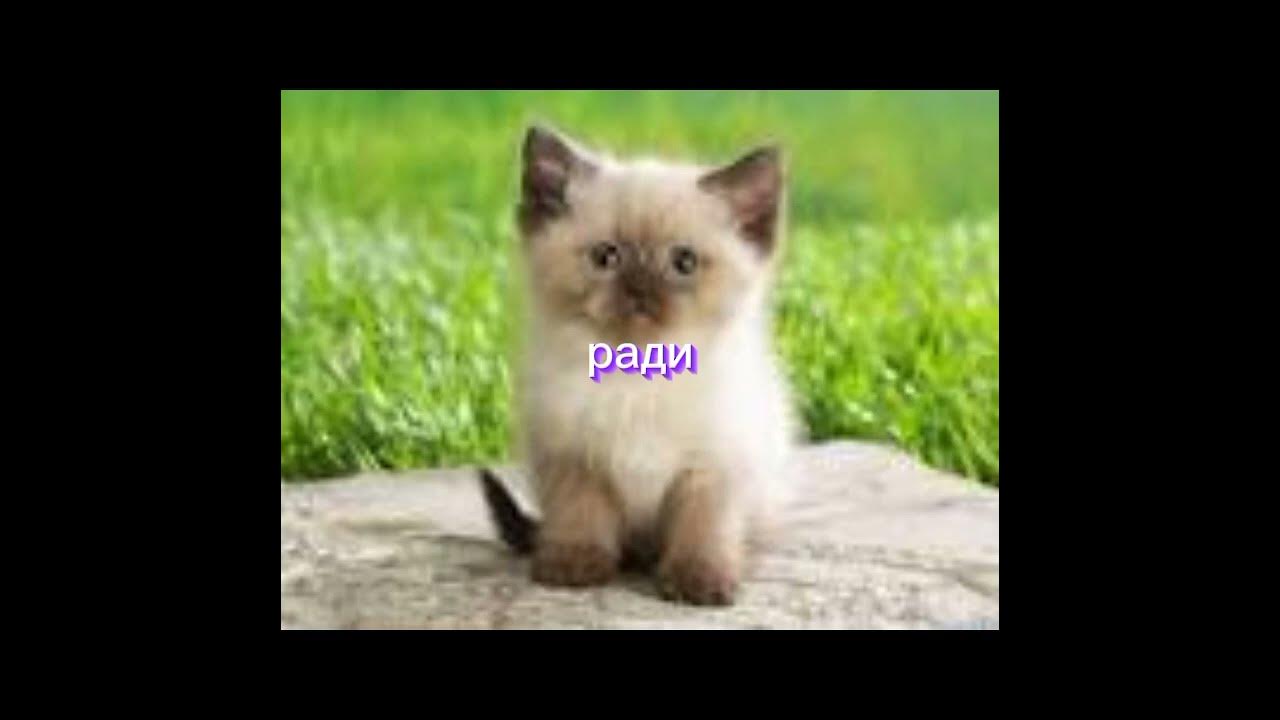 милые котики. My best cat. #котики - YouTube