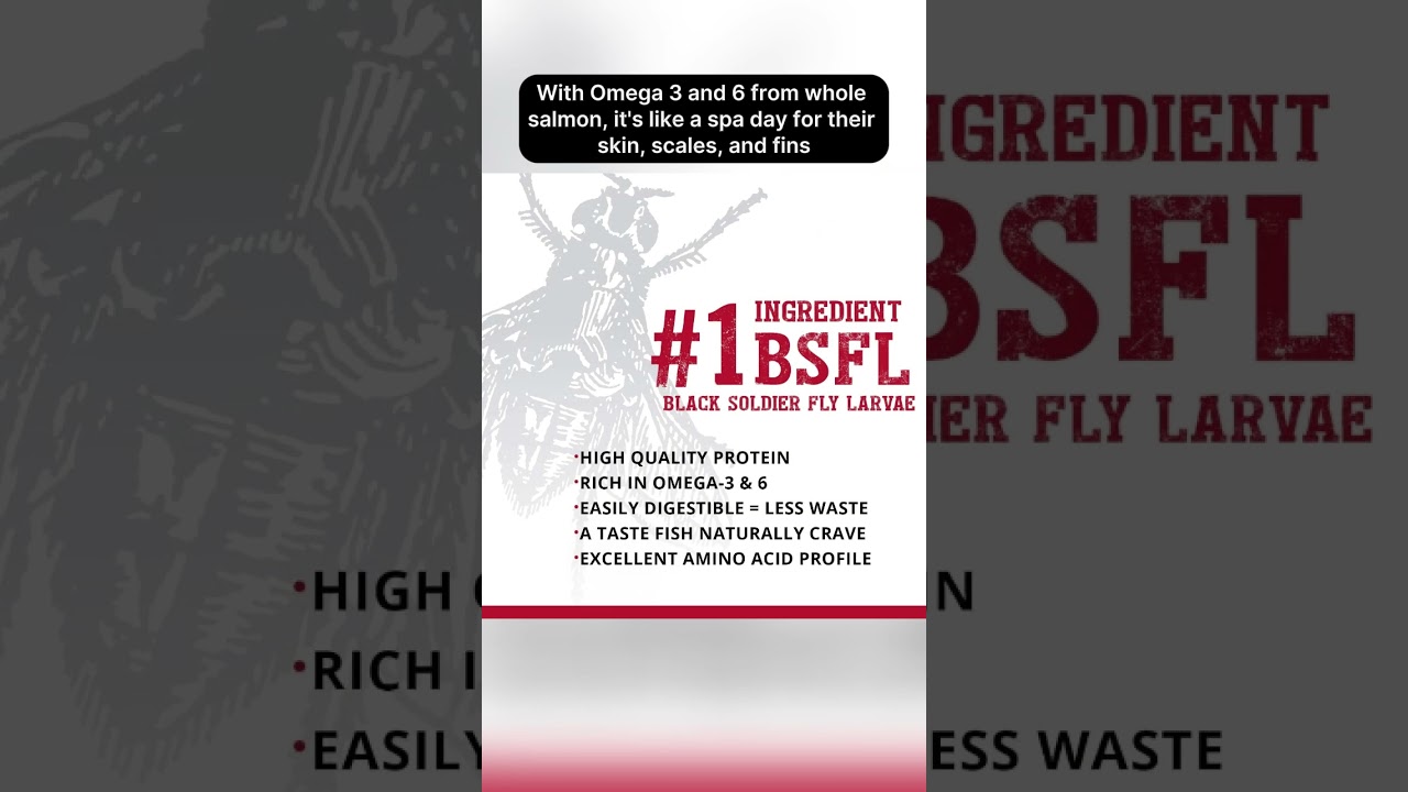 Boost Your Cichlids' Health with Fluval Bug Bites Granules! 🐟🍽️ 