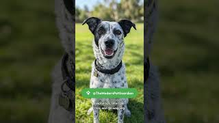 Yupiter's Secret Pet Tips #pets #pet #petlover