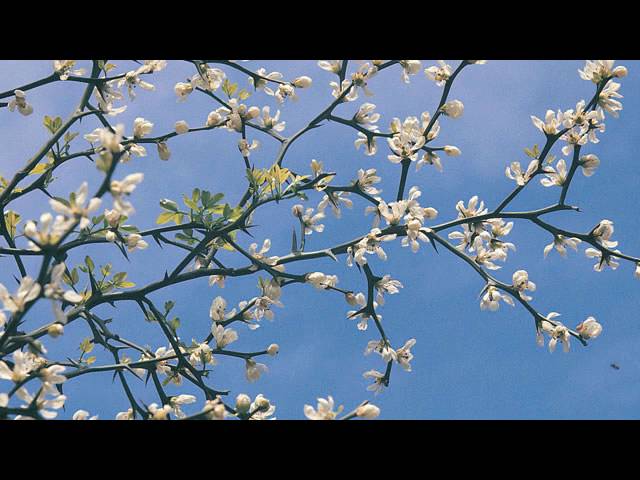 からたちの花 幸田浩子 Youtube