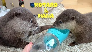 Otter Kotaro&Hana Come Face to Face