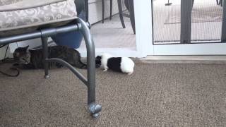 Guinea Pig chases Cat