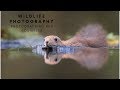 WILDLIFE PHOTOGRAPHY - Photographing red squirrels | behind the scenes