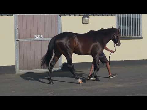 Paris Breeze Up - Lot 29 c. TEN SOVEREIGNS x PASSION OVERFLOW