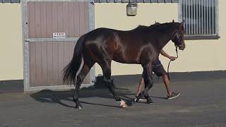 Paris Breeze Up - Lot 29 c. TEN SOVEREIGNS x PASSION OVERFLOW