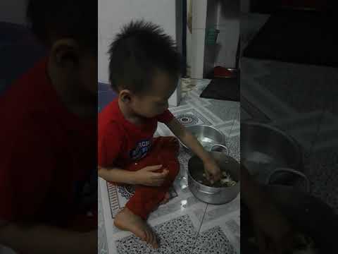 Beo lột trứng cút phụ mẹ