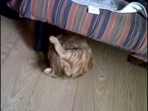 Autocunnilingus Kitten have Creazy Orgasm YouTube