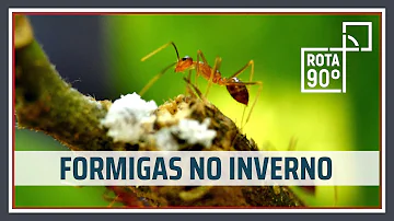 O que acontece com as formigas no inverno?
