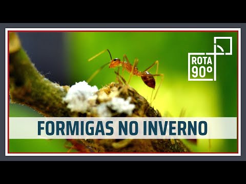 Vídeo: Como As Formigas Inverno