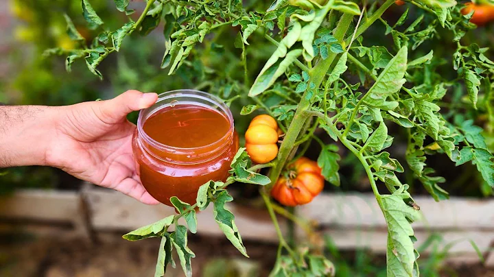 Maximize Your Tomato Yield on a Budget: The Best Organic Fertilizer Revealed!