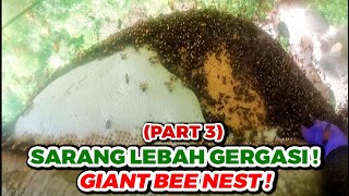 The GIANT Bee Nest | Sarang Lebah Gergasi - eps258