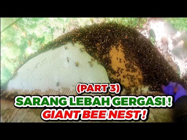 The GIANT Bee Nest | Sarang Lebah Gergasi - eps258 class=