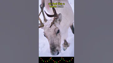 Reindeers Noses Are BUILT IN HEATERS Animals Animalfacts Shorts 